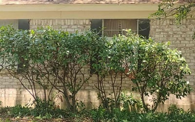 Photo of Fern C.'s yard after getting landscaping in North Richland Hills, TX