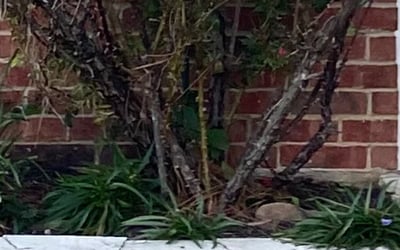 Photo of Sandy W.'s yard after getting landscaping in Greenwood, TX