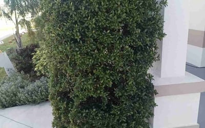 Photo of Megan D.'s yard after getting landscaping in Waverly, FL