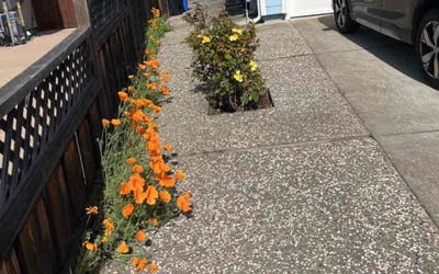 Photo of Ophelia R.'s yard after getting tree care in Santa Maria, CA
