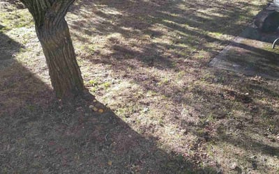 Photo of Justin S.'s yard after getting landscaping in Preston, WA