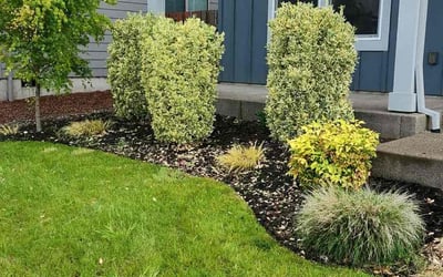 Photo of Sean B.'s yard after getting landscaping in Woodburn, OR