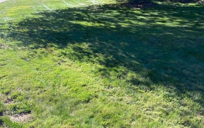 Photo of Kevin S.'s yard after getting lawn care in West Roxbury, MA
