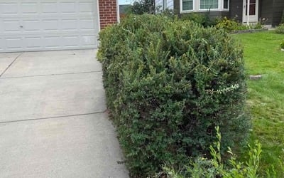 Photo of Kathy W.'s yard after getting tree care in Peyton, CO