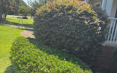 Photo of Christopher A.'s yard after getting landscaping in Lugoff, SC