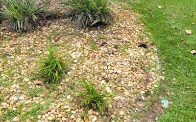 Photo of Susan M.'s yard after getting tree care in Pensacola, FL
