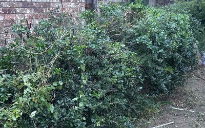 Photo of Pam B.'s yard after getting tree care in Oklahoma City, OK