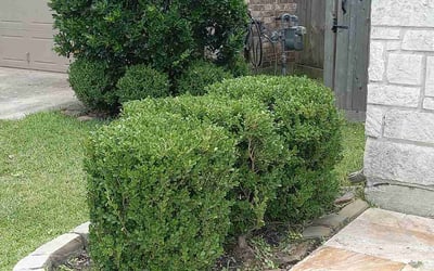 Photo of Michelle W.'s yard after getting landscaping in Spring, TX