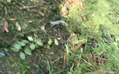 Photo of Michelle F.'s yard after getting landscaping in Studley, VA