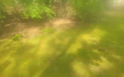 Photo of David B.'s yard after getting landscaping in Willimantic, CT