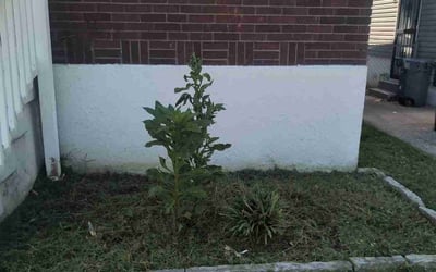 Photo of Taylor S.'s yard after getting landscaping in Charlestown, IN