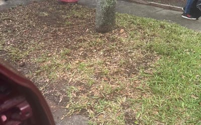 Photo of Will C.'s yard after getting landscaping in Ruskin, FL