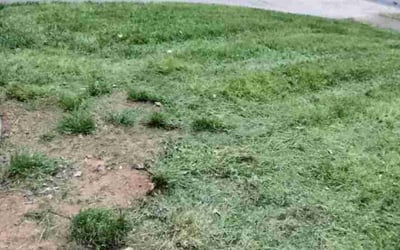 Photo of Christopher S.'s yard after getting landscaping in Gold Hill, NC