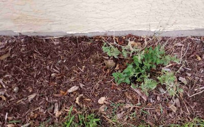 Photo of Nick K.'s yard after getting landscaping in Fairplay, CO