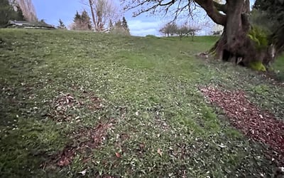 Photo of Lisa K.'s yard after getting landscaping in Fall City, WA
