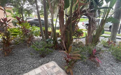 Photo of Jeanne H.'s yard after getting tree care in Saint Leo, FL