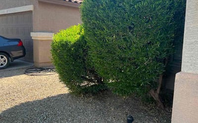Photo of Ravi G.'s yard after getting tree care in Gilbert, AZ