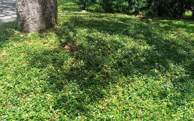 Photo of Violeta G.'s yard after getting tree care in Sun City Center, FL
