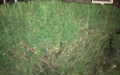 Photo of Joshua J.'s yard after getting landscaping in Bristol, RI