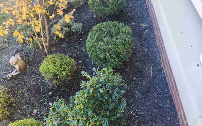 Photo of Cassandra V.'s yard after getting tree care in Sterling, VA