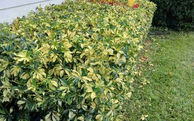 Photo of Joshua B.'s yard after getting landscaping in South Bay, FL