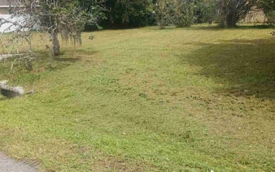 Photo of Simone S.'s yard after getting tree care in Haines City, FL