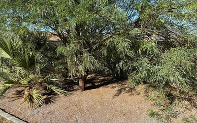Photo of Kristen H.'s yard after getting landscaping in Mesa, AZ