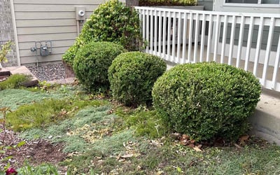 Photo of Michael M.'s yard after getting landscaping in Black Hawk, CO