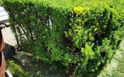 Photo of Mack P.'s yard after getting tree care in Dayton, OH