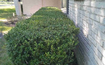 Photo of Daniel A.'s yard after getting landscaping in Liberty, TX