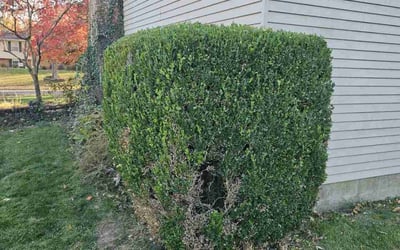 Photo of James A.'s yard after getting landscaping in Pleasant Plain, OH