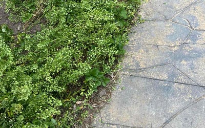 Photo of Beth D.'s yard after getting landscaping in Tinley Park, IL