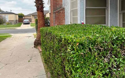 Photo of Deanna A.'s yard after getting tree care in Berkeley, CA