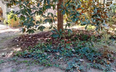 Photo of Suzanne L.'s yard after getting landscaping in Bunn, NC