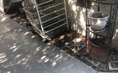 Photo of Sue J.'s yard after getting tree care in Canoga Park, CA