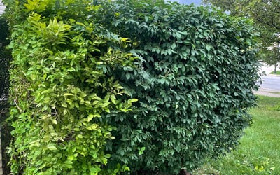 Photo of David C.'s yard after getting landscaping in Rockbridge, OH