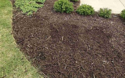 Photo of Lisa K.'s yard after getting landscaping in Prosper, TX
