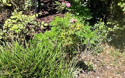 Photo of Richard B.'s yard after getting landscaping in Broomes Island, MD
