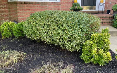 Photo of Kenneth T.'s yard after getting lawn care in Lanham, MD