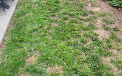 Photo of Kristen C.'s yard after getting landscaping in Nederland, CO