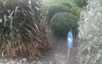 Photo of Pam G.'s yard after getting landscaping in Yancey, TX