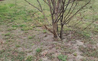 Photo of Mary M.'s yard after getting tree care in Richmond, VA