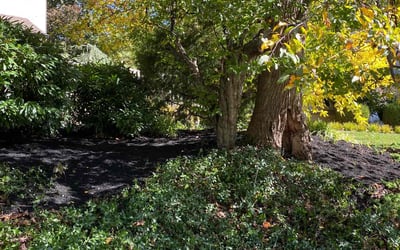 Photo of Sharon P.'s yard after getting landscaping in Marlton, NJ
