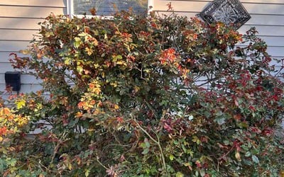 Photo of Louise A.'s yard after getting landscaping in Harbinger, NC