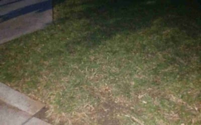 Photo of Ryan A.'s yard after getting landscaping in Ingleside, TX