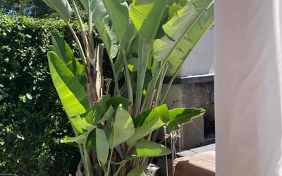 Photo of Deborah F.'s yard after getting landscaping in Palm Springs, CA