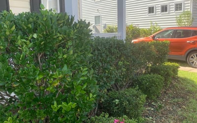 Photo of Anthony W.'s yard after getting landscaping in Edisto Island, SC