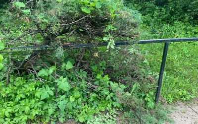 Photo of Shirley E.'s yard after getting landscaping in Gower, MO