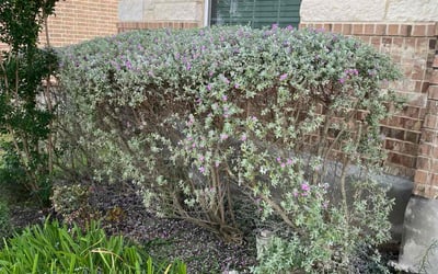 Photo of James B.'s yard after getting landscaping in Schertz, TX