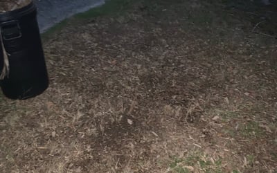 Photo of Elizabeth H.'s yard after getting landscaping in Osprey, FL